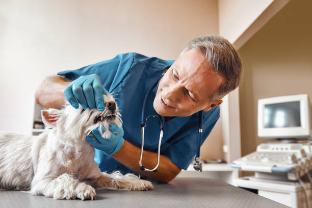 Best Emergency Treatment for Oral Infections in Georgetown, SC